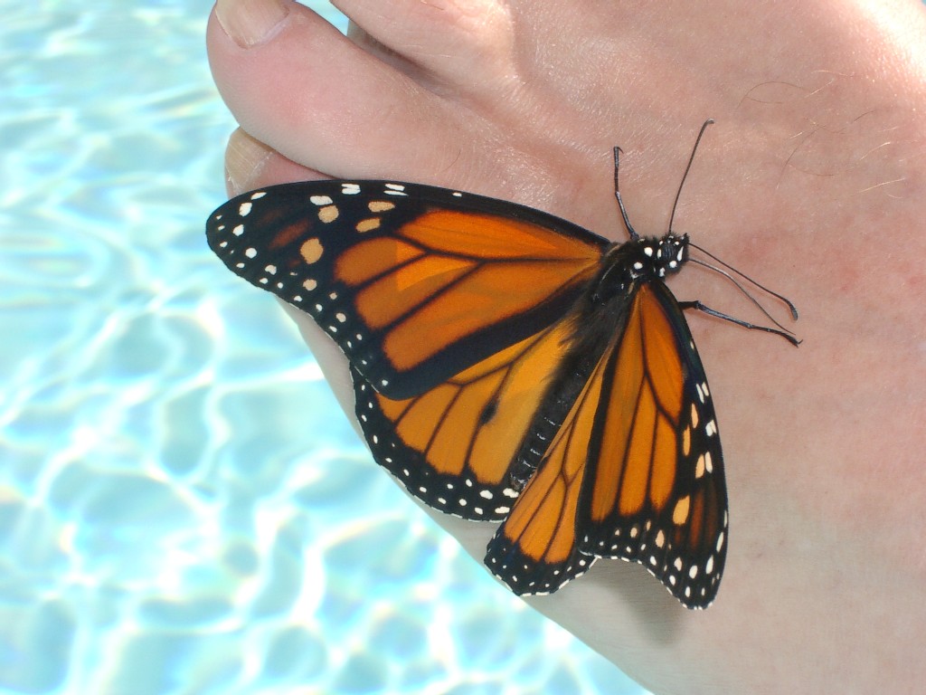 [Monarch+Butterfly+2+(50%).jpg]